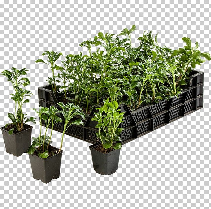 Flowerpot Japanese Pachysandra Garden Groundcover Evergreen PNG, Clipart, Burning Bush, Evergreen, Fines Herbes, Flowerpot, Garden Free PNG Download