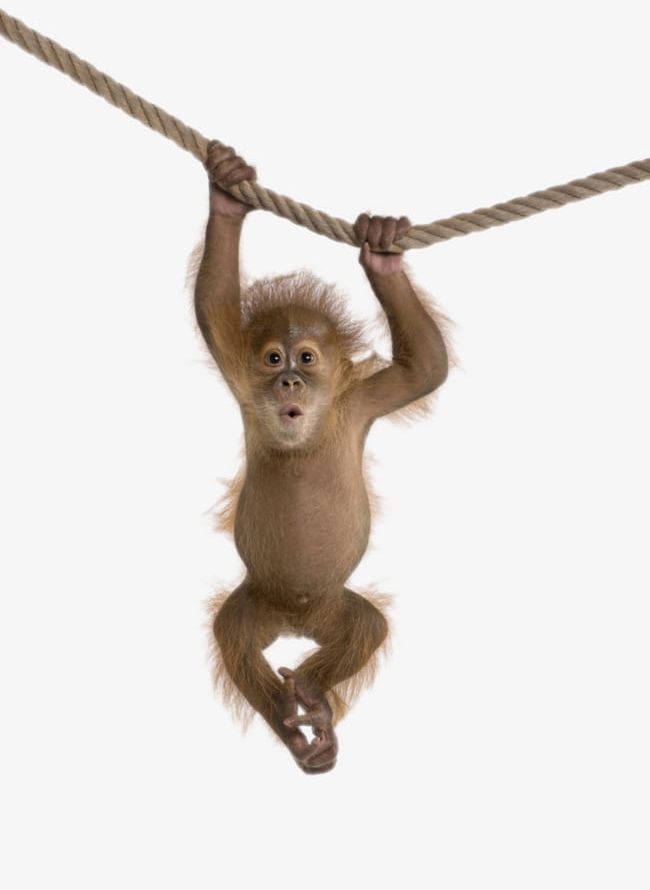 An Orangutan Hanging On A Rope PNG, Clipart, Animal, Animal World, Avoid, Biology, Button Free PNG Download