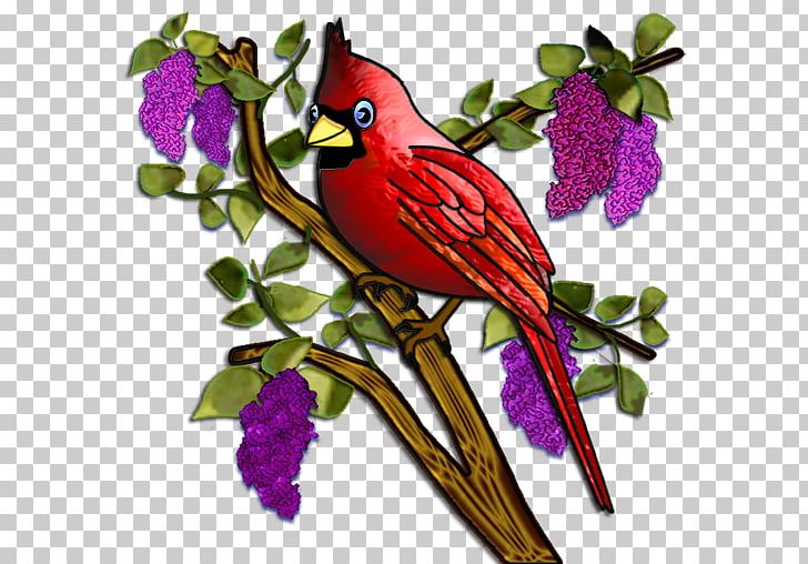 Bird St. Louis Cardinals Drawing PNG, Clipart, Animals, Art, Beak, Bird, Branch Free PNG Download