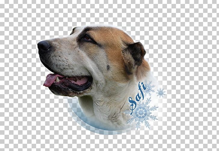 Dog Breed Snout PNG, Clipart, Animals, Breed, Carnivoran, Dog, Dog Breed Free PNG Download
