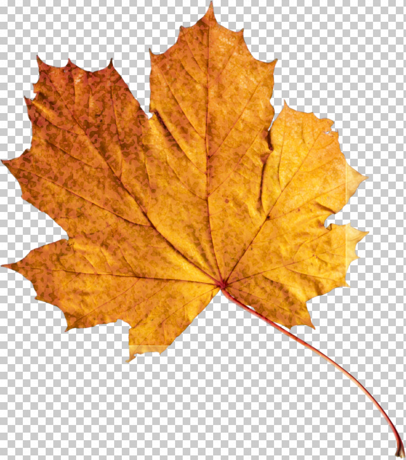 Maple Leaf PNG, Clipart, Autumn, Beech, Black Maple, Deciduous, Flower Free PNG Download