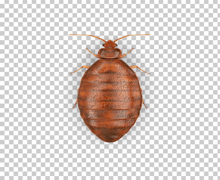 Insect Bed Bug Heteroptera Acari Pest PNG, Clipart, Acari, Allergy, Arthropod, Bed, Bed Bug Free PNG Download