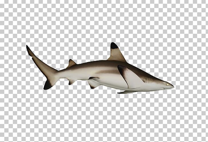 Requiem Shark Fish Shark PNG, Clipart, Android, Animals, Aquarium Fish, Cartilaginous Fish, Download Free PNG Download