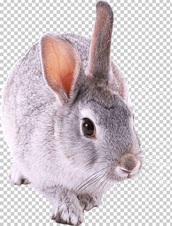 Small Cute Rabbit PNG, Clipart, Animals, Rabbits Free PNG Download
