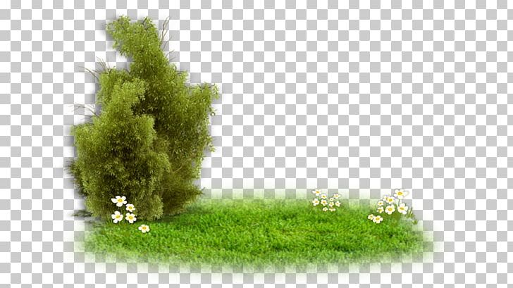 Tree Shrub Evergreen Holly Oak PNG, Clipart, Branch, Computer Wallpaper, Ecosystem, Euryops Pectinatus, Evergreen Free PNG Download