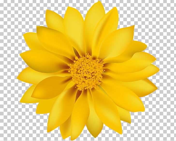 Dandelion Flower Common Daisy Yellow Transvaal Daisy PNG, Clipart, Chrysanthemum, Chrysanths, Common Daisy, Common Sunflower, Dahlia Free PNG Download