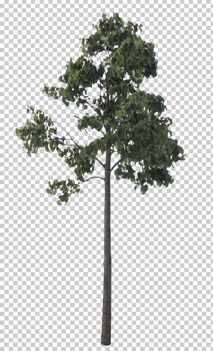 Pine Tree Woody Plant Cottonwood PNG, Clipart, Beech, Branch, Conifer, Conifers, Cottonwood Free PNG Download