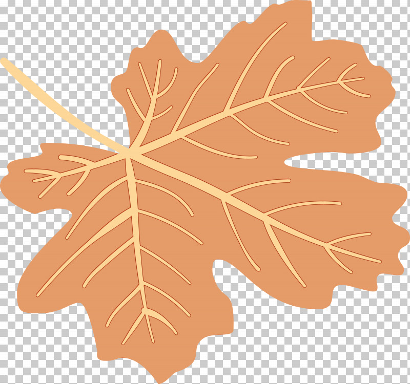 Maple Leaf PNG, Clipart, Autumn Leaf, Biology, Colorful Leaf, Colorful Leaves, Colourful Foliage Free PNG Download