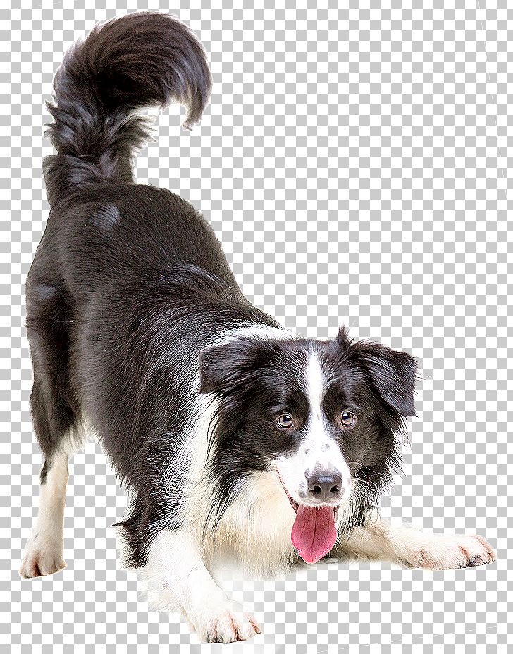 Border Collie Puppy Cat Pet Veterinarian PNG, Clipart, Affordable Animal Hospital Covina, Animals, Aus, Carnivoran, Cat Free PNG Download