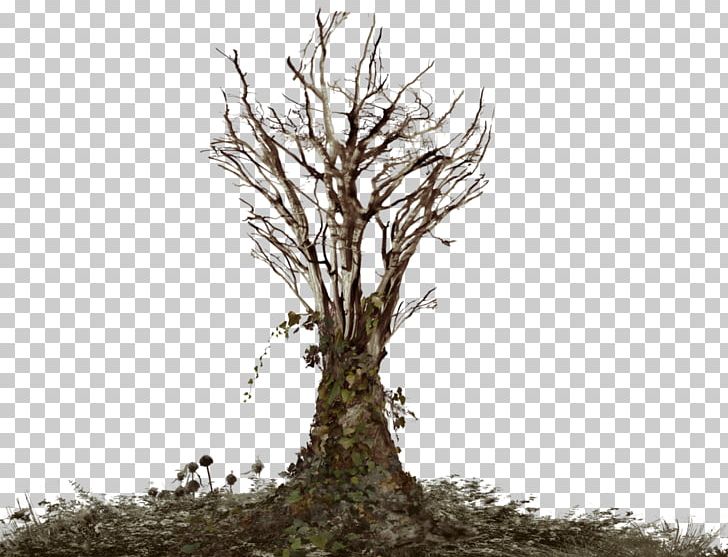 Common Ivy Tree Snag PNG, Clipart, Art, Branch, Common Ivy, Fatshedera Lizei, Groundcover Free PNG Download