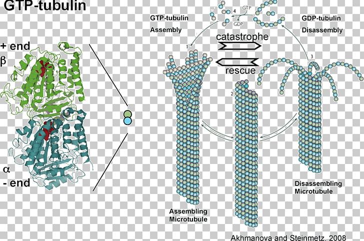 Microtubule Tubulin Cytoskeleton Kinetochore Dimer PNG, Clipart, Actin, Angle, Area, Cell, Cytoskeleton Free PNG Download
