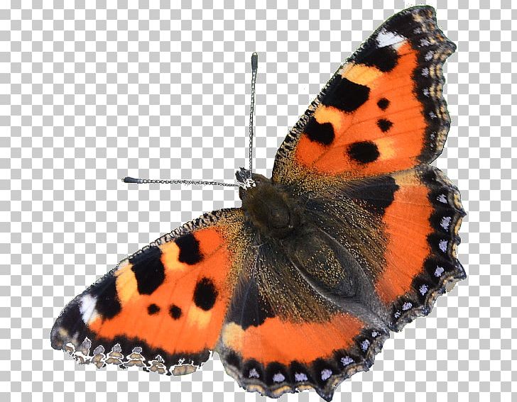Monarch Butterfly Anneke Kooijman Moth Nymphalidae PNG, Clipart,  Free PNG Download