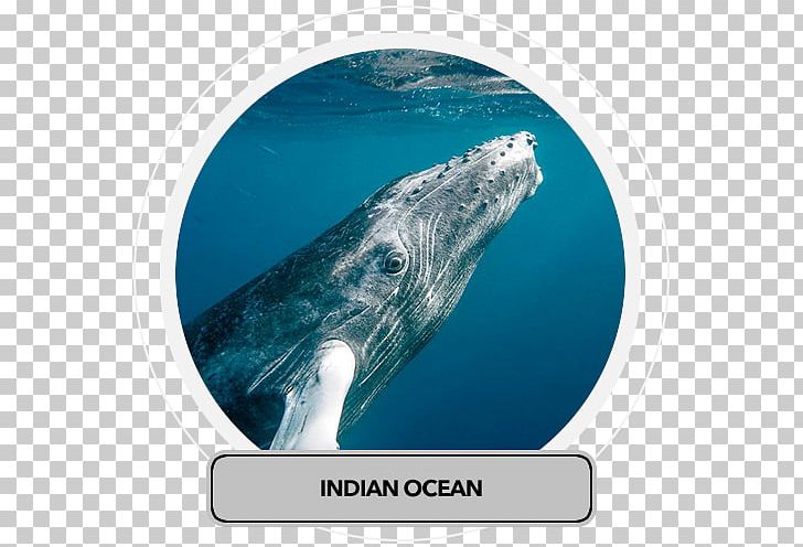 Sperm Whale Cetacea Gray Whale Humpback Whale Bryde's Whale PNG, Clipart,  Free PNG Download