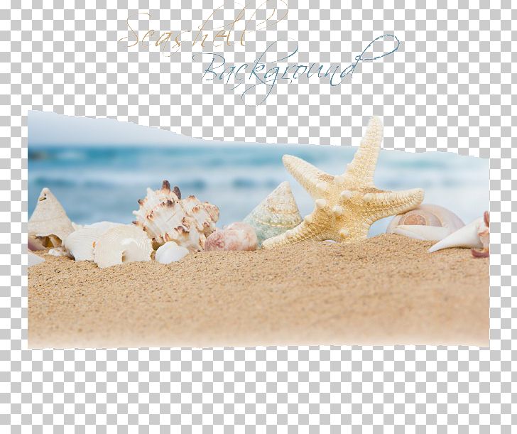 Beach Sand Ocean Seashell PNG, Clipart, 123rf, Beach, Beaches, Beach Party, Beach Sand Free PNG Download