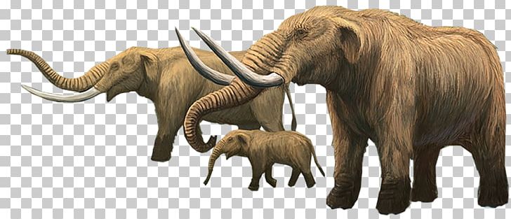 Indian Elephant African Elephant Mammoth Tusk Elephantidae PNG, Clipart, African Elephant, American Mastodon, Animal, Charles R Knight, Elephant Free PNG Download