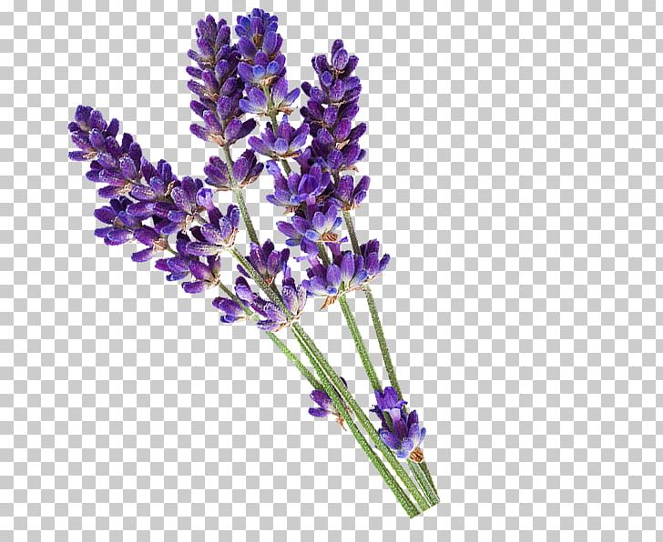 English Lavender Essential Oil PiperWai Cosmetics PNG, Clipart, Aromatherapy, Cosmetics, Cut Flowers, Deodorant, Emulsifying Wax Free PNG Download