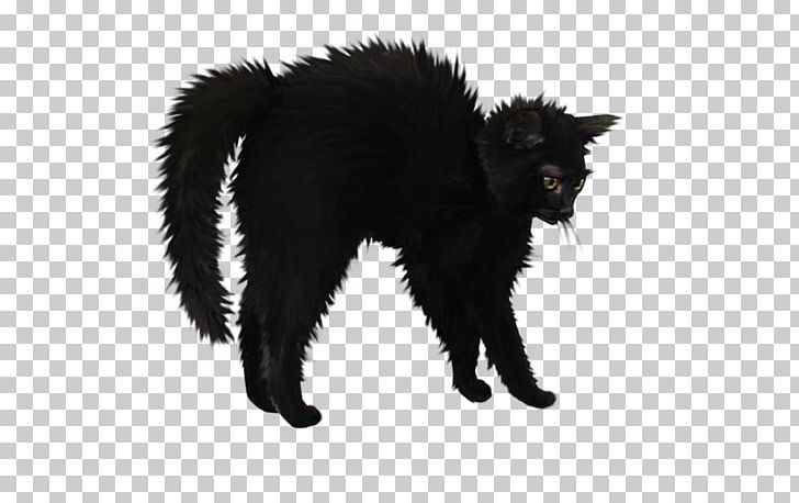 Halloween Cat PNG, Clipart, Black And White, Black Cat, Bombay, Carnivoran, Cat Free PNG Download