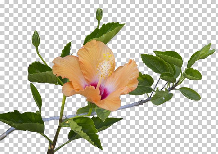 Hibiscus Flower Leaf PNG, Clipart, Abelmoschus Manihot, Annual Plant, Branch, Bud, Color Free PNG Download