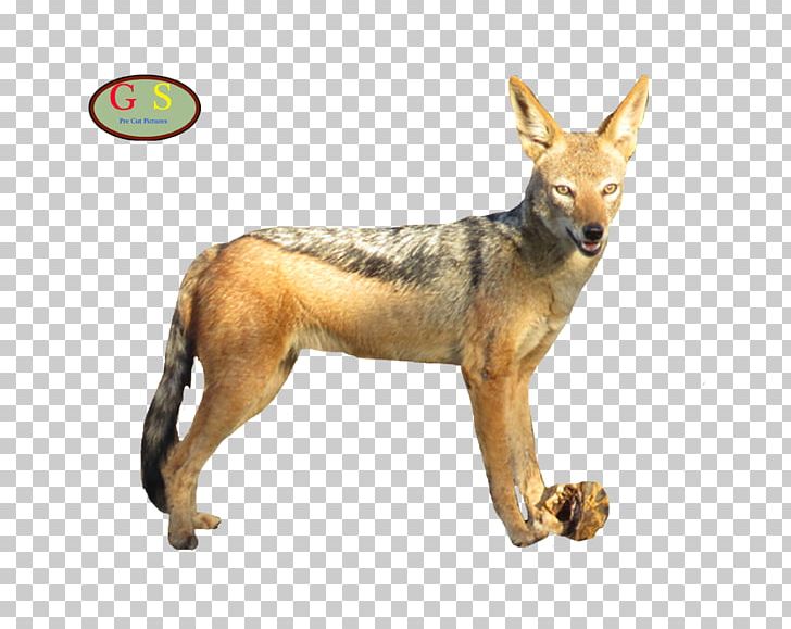 Jackal Coyote Gray Wolf Red Fox Red Wolf PNG, Clipart, Carnivoran, Coyote, Dog Like Mammal, Fauna, Fox Free PNG Download
