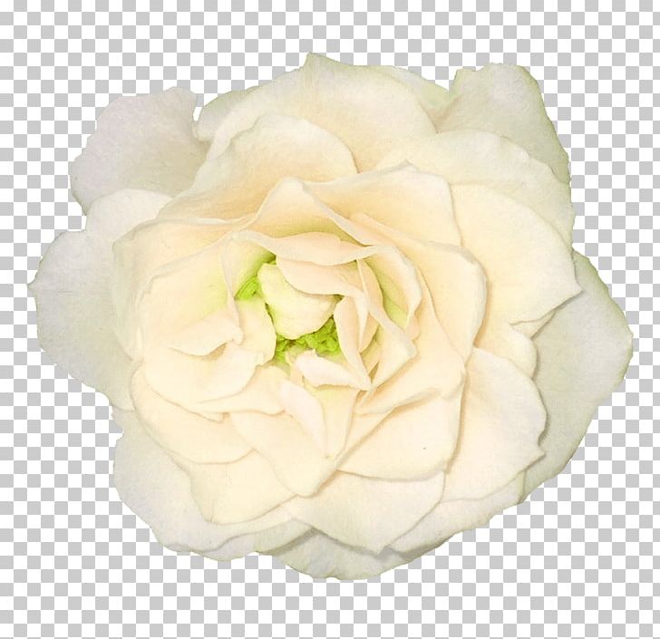 Large White Rose PNG, Clipart, Flowers, Nature, Rose Free PNG Download