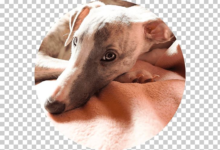Spanish Greyhound Italian Greyhound Whippet Lurcher PNG, Clipart, Azawakh, Beauty Parlour, Breed, Dog, Dog Breed Free PNG Download