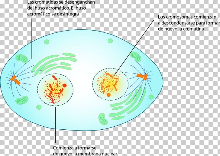 Undefined Value Graphics Diagram Water Organism PNG, Clipart, Area, Biology, Circle, Diagram, Geography Free PNG Download