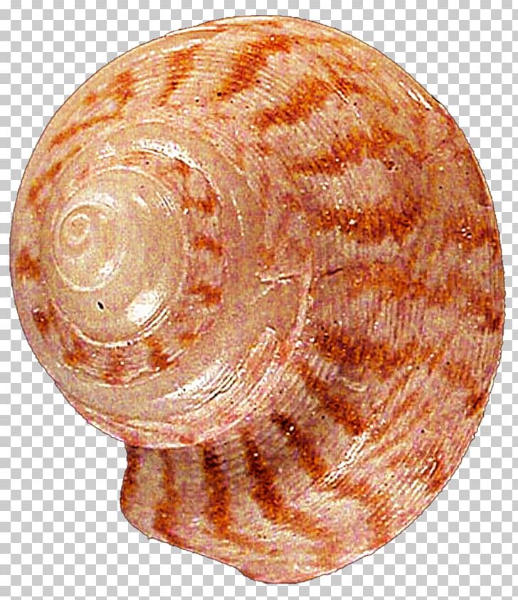 Seashell Snail Clam Conchology Veneroida PNG, Clipart, Animals, Baltic Clam, Clam, Conchology, Gastropods Free PNG Download