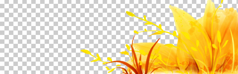 Orange PNG, Clipart, Flower, Orange, Plant, Yellow Free PNG Download