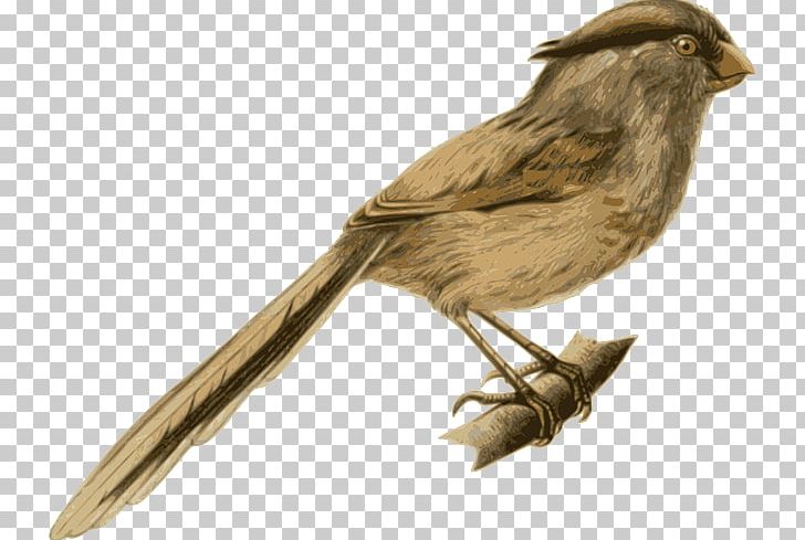 House Sparrow Bird Passerine Reed Parrotbill Feather PNG, Clipart, American Sparrows, Animal, Animals, Beak, Bird Free PNG Download