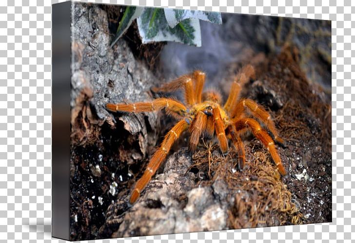 Tarantula Wolf Spider PNG, Clipart, Arachnid, Arthropod, Baboon, Insects, Invertebrate Free PNG Download