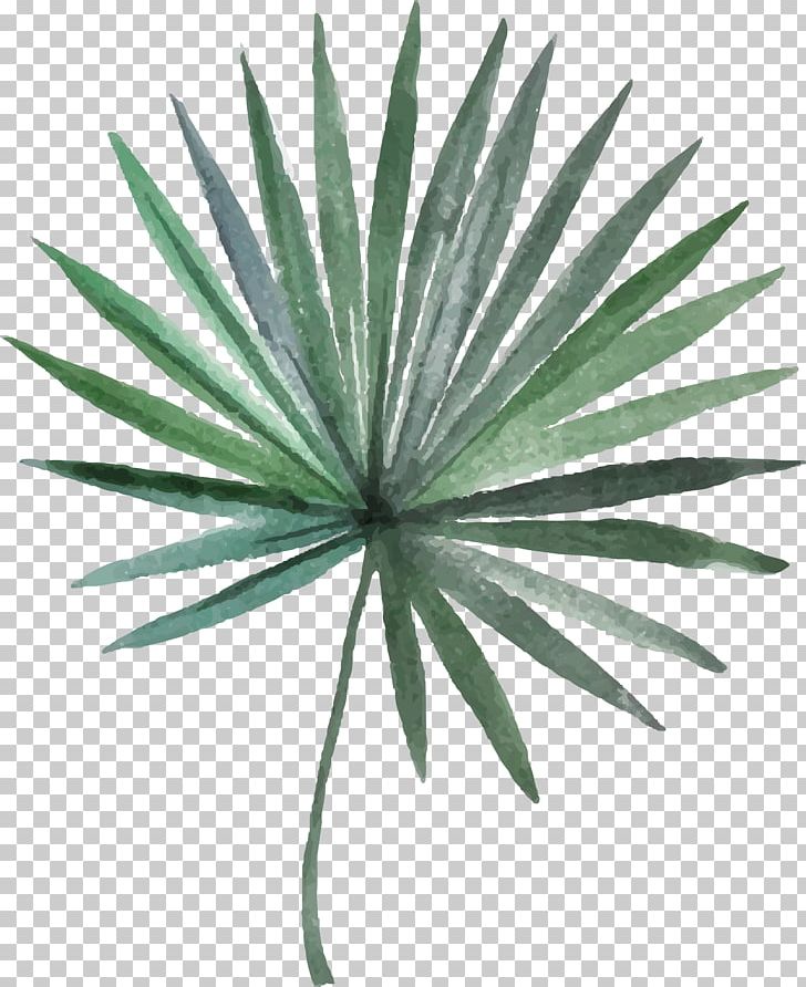 Arecaceae Leaf Photography Illustration PNG, Clipart, Agave Azul, Arecales, Background Green, Flowers And Plants, Fresh Free PNG Download