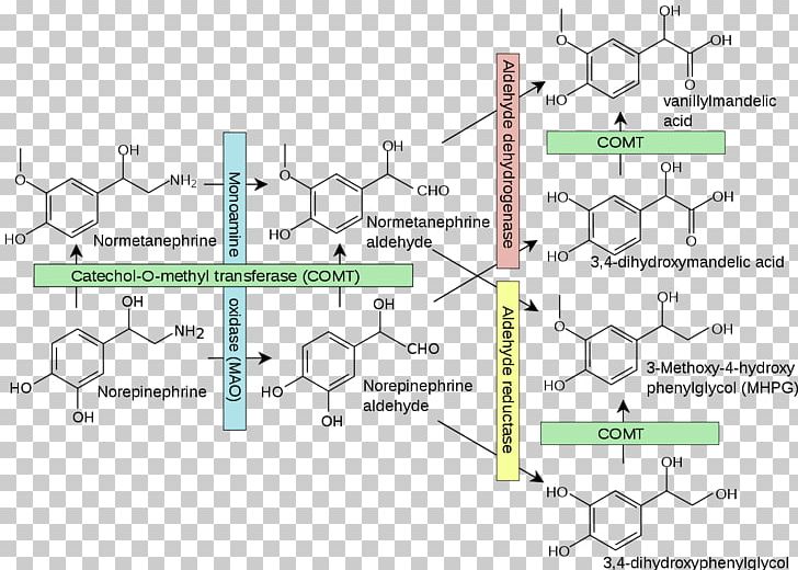 Catechol-O-methyltransferase Catecholamine Norepinephrine PNG, Clipart, Adrenaline, Angle, Area, Catechol, Catecholamine Free PNG Download
