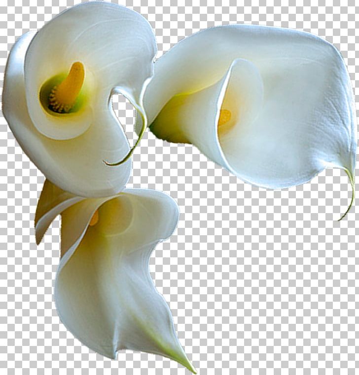 0 February 1 Flower 2 PNG, Clipart, 12 July, 2014, 2016, 2017, 2018 Free PNG Download