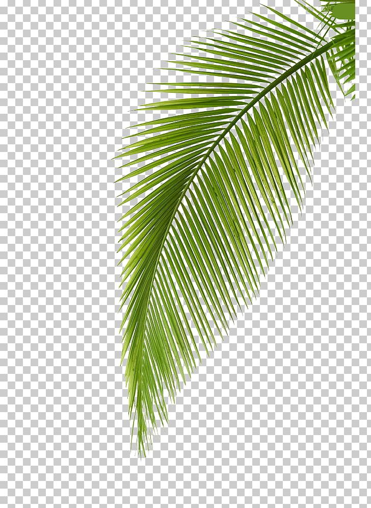 Arecaceae Leaf Photography Palm Branch PNG, Clipart, Aperture, Arecaceae, Arecales, Banana Leaf, Green Free PNG Download