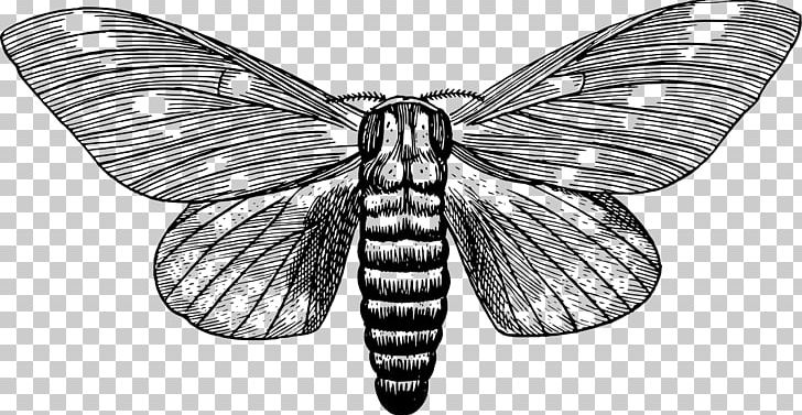 Butterfly Moth Insect PNG, Clipart, Arthropod, Black And White, Brush Footed Butterfly, Butterflies And Moths, Citheronia Regalis Free PNG Download