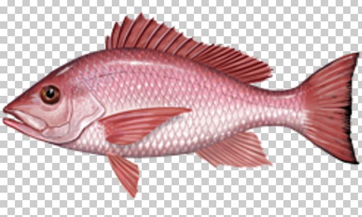 Fishing Northern Red Snapper International Game Fish Association African Red Snapper PNG, Clipart, Angling, Barramundi, Bony Fish, Cod, Common Rudd Free PNG Download