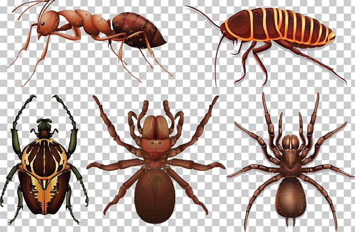 Insect Cockroach PNG, Clipart, Anatomy, Animals, Aquatic Insect, Arthropod, Cockroach Free PNG Download