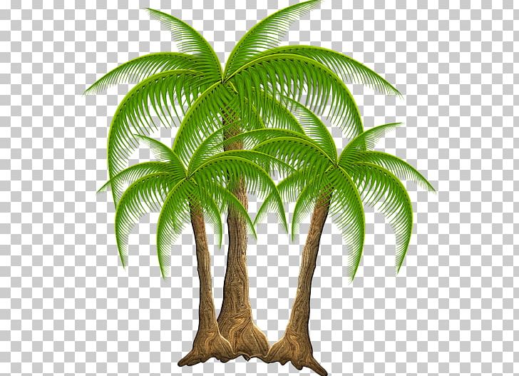 Attalea Speciosa Coconut Arecaceae Green PNG, Clipart, Arecaceae, Arecales, Areca Palm, Attalea Speciosa, Coconut Free PNG Download