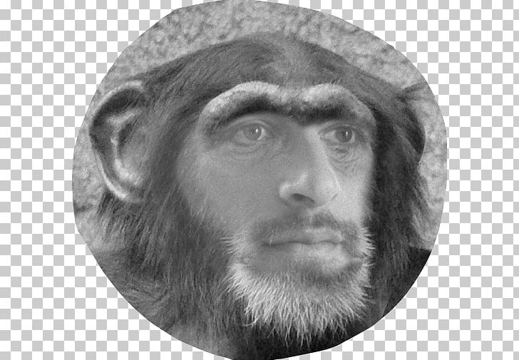 Gorilla Primate Homo Sapiens Orangutan Alpha PNG, Clipart, Alpha, Animal, Animals, Ape, Beard Free PNG Download
