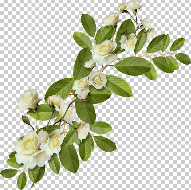 Information Digital Leaf PNG, Clipart, Blossom, Branch, Cut Flowers, Digital Image, Flower Free PNG Download