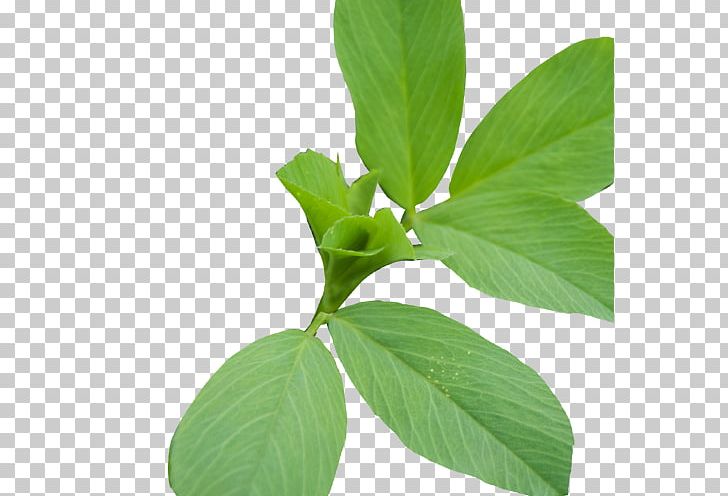 Lemon Basil Herbalism Plant Stem Leaf PNG, Clipart, Basil, Herb, Herbalism, Leaf, Lemon Basil Free PNG Download