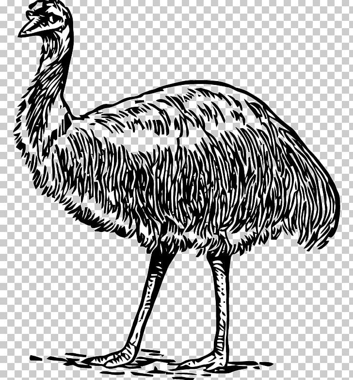 Common Ostrich Emu Galliformes Bird Beak PNG, Clipart, Animal, Animals, Beak, Bird, Black And White Free PNG Download