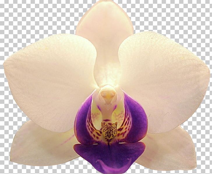 Dipolog Moth Orchids Cattleya Orchids City PNG, Clipart, Cattleya, Cattleya Orchids, City, Desktop Wallpaper, Dipolog Free PNG Download