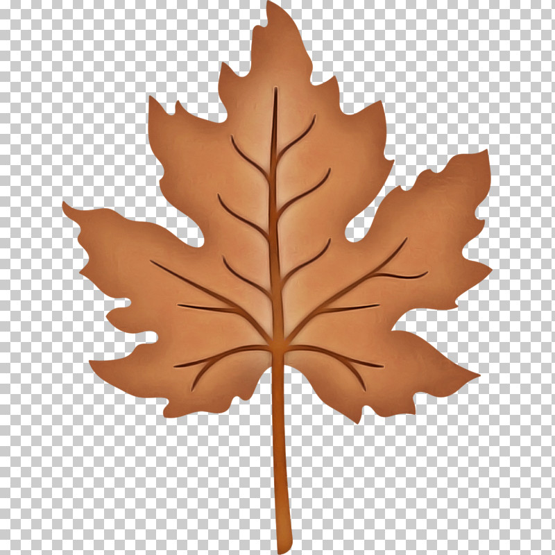 Maple Leaf PNG, Clipart, Black Maple, Carving, Deciduous, Leaf, Maple Leaf Free PNG Download