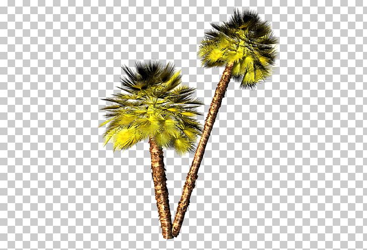 Asian Palmyra Palm Arecaceae Tree Plant PNG, Clipart, Arecaceae, Arecales, Asian Palmyra Palm, Borassus, Borassus Flabellifer Free PNG Download