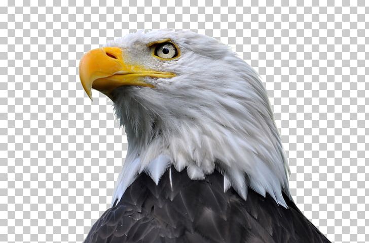 Bald Eagle Stock Photography PNG, Clipart, Accipitriformes, Alamy, Animals, Bald Eagle, Beak Free PNG Download