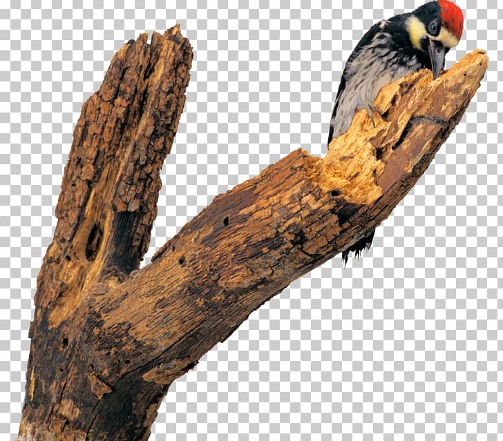 Bird Woodpecker Dendrocopos Flight Photography PNG, Clipart, Animal, Animals, Beak, Bird, Bird Flight Free PNG Download