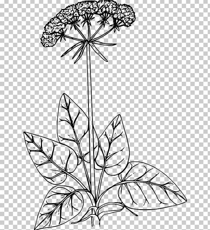 Drawing Buckwheat Floral Design PNG, Clipart, Art, Artwork, Black And White, Branch, Buckwheat Free PNG Download