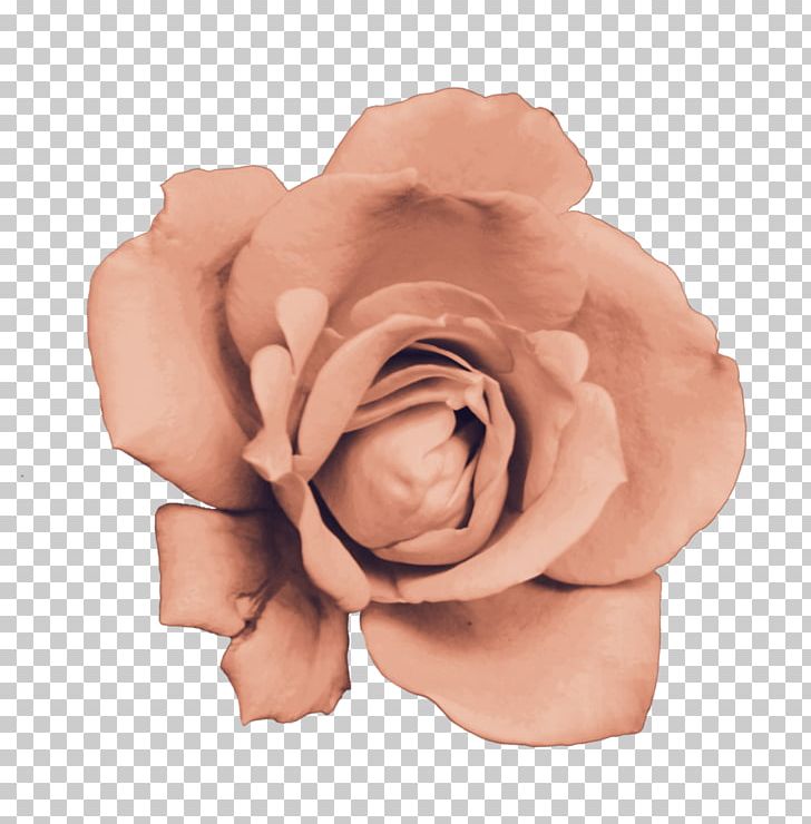 Garden Roses Cut Flowers Pink M PNG, Clipart, Cansu, Cicek Resimleri, Closeup, Cut Flowers, Flower Free PNG Download