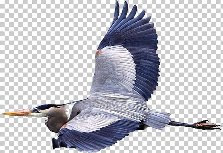 Bird Great Blue Heron Flight Mouse Fly PNG, Clipart, Animal, Animals, Ardea, Beak, Birdwatching Free PNG Download